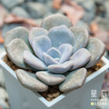 【觀葉多肉】諾瑪-三吋