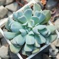 【觀葉多肉】雪特-三吋_2