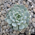 【觀葉多肉】雪爪-三吋