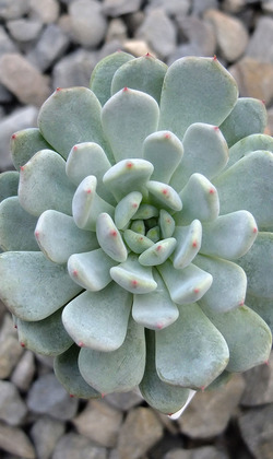 【觀葉多肉】雪爪-三吋