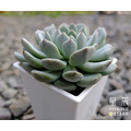 【觀葉多肉】雪爪-三吋_3