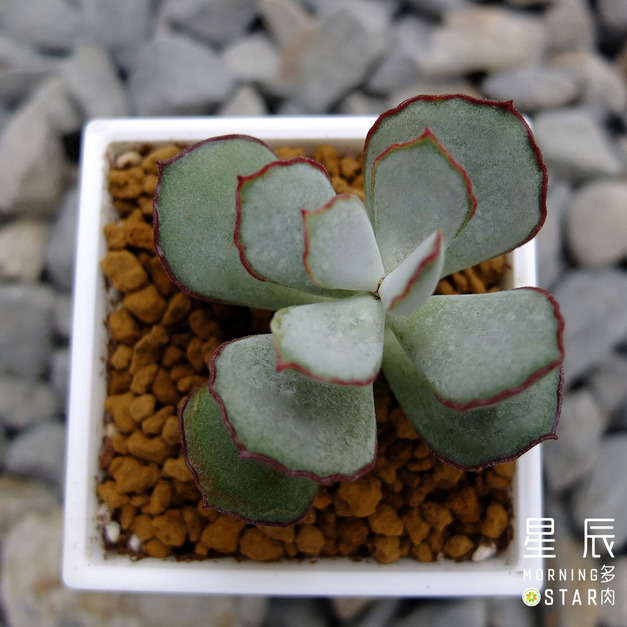 【觀葉多肉】巧克力線福娘-三吋