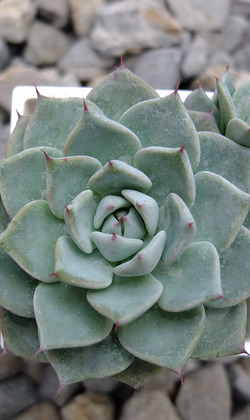 【觀葉多肉】拉雷嘉-三吋