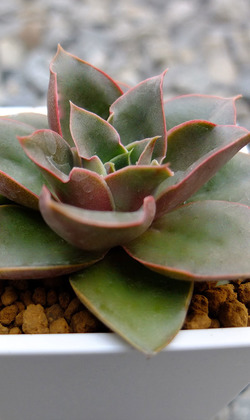 【觀葉多肉】綠色微笑-三吋