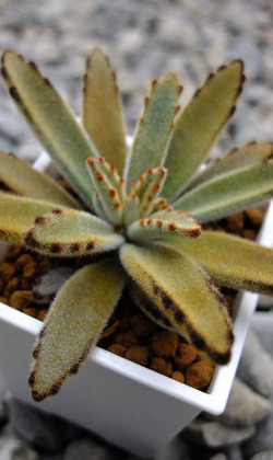 【觀葉多肉】黃金狐狸兔-三吋