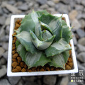 【觀葉多肉】王妃雷神白中斑-四吋_2