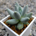 【觀葉多肉】千代田SP-三吋_1