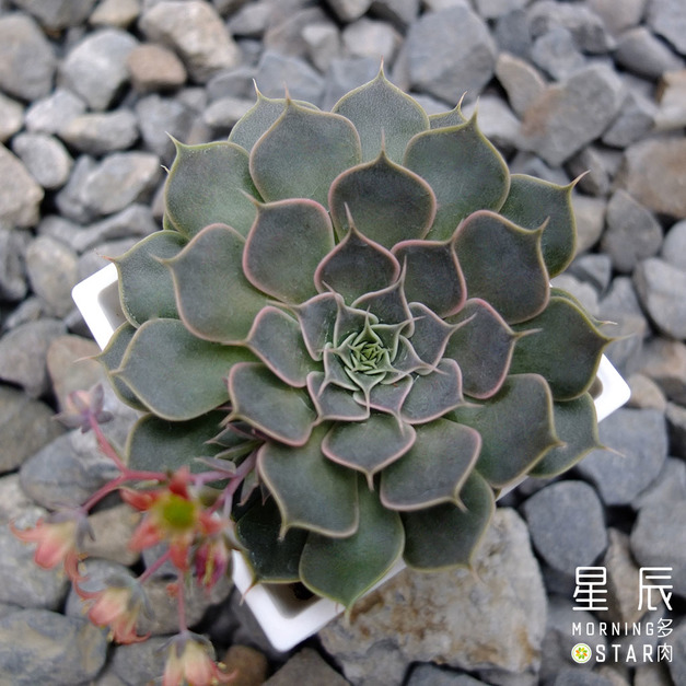 【觀葉多肉】菊日麗娜-三吋