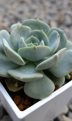 【觀葉多肉】夢布朗-三吋