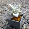 【觀葉多肉】白雪姬-三吋_1