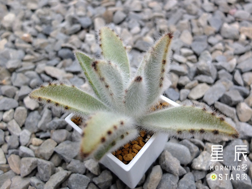 觀葉多肉 美國 毛兔 三吋 星辰多肉morningstar 園藝農場