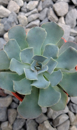 【觀葉多肉】藍海嘯-三吋