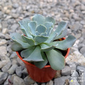 【觀葉多肉】藍海嘯-三吋_1
