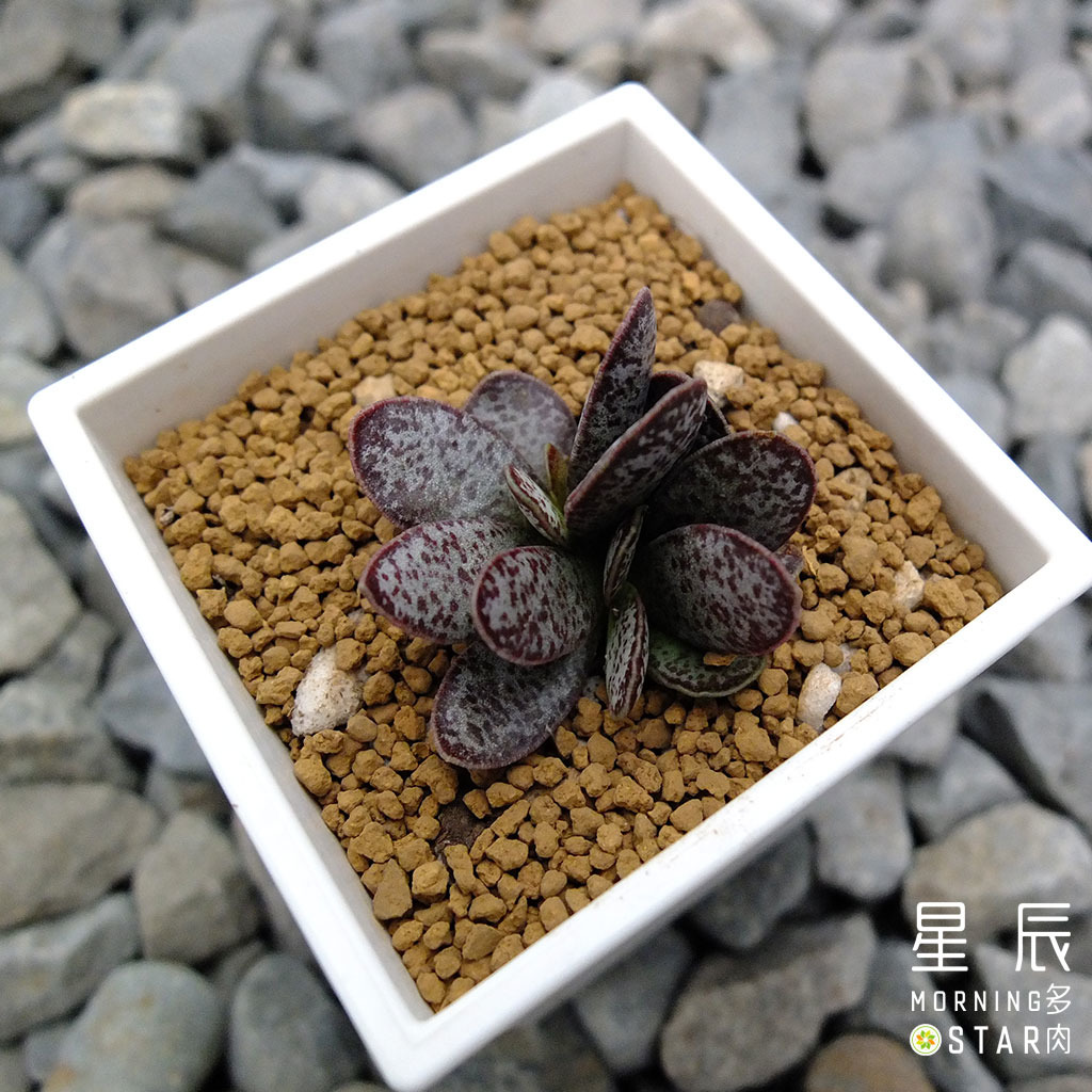 觀葉多肉 扁紅葉天章 三吋 星辰多肉morningstar 園藝農場