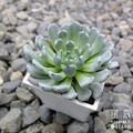 【觀葉多肉】黑爪-三吋_2
