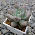 【觀葉多肉】奧普琳娜-三吋_1