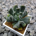 【觀葉多肉】達可達-三吋_1