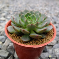 【觀葉多肉】奧莉維亞-三吋