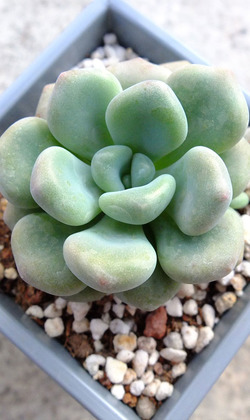 【觀葉多肉】星球-三吋