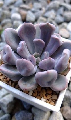 【觀葉多肉】邱比特-三吋