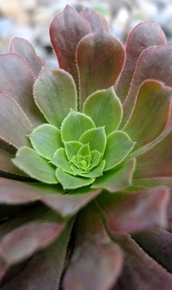 【觀葉多肉】嘉年華法師-三吋