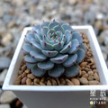【觀葉多肉】藍色迷你馬-三吋_1
