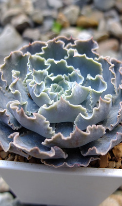 【觀葉多肉】芷園之舞-三吋