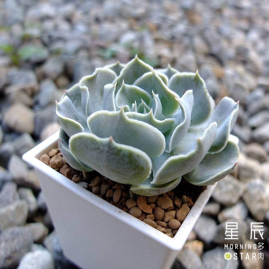 觀葉多肉 白鬼 三吋 星辰多肉morningstar 園藝農場