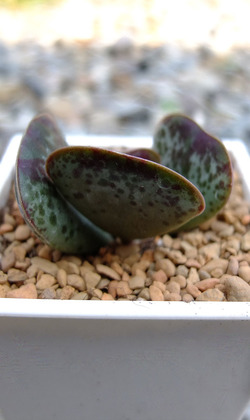 【觀葉多肉】愛心天章-三吋