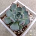 【觀葉多肉】獅子座-三吋_1