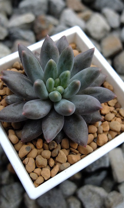 【觀葉多肉】紅蜻蜓 -三吋