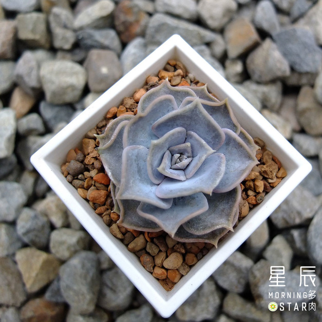 【觀葉多肉】麗娜蓮-三吋