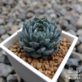 【觀葉多肉】恩西諾-三吋