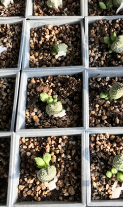 【觀葉多肉】丸葉苦瓜 (小)-三吋