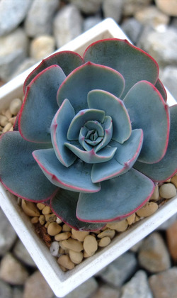 【觀葉多肉】阿米西達 ( 阿米星 )-三吋