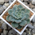 【觀葉多肉】月亮仙子 -三吋