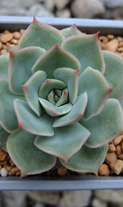 【觀葉多肉】粉紅提示-三吋