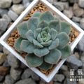 【觀葉多肉】月亮仙子 -三吋_3