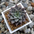 【觀葉多肉】愛馬士-三吋_1