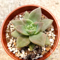 【觀葉多肉】魅月 -三吋_1