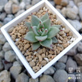 【觀葉多肉】烏木 -三吋_4
