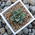 【觀葉多肉】烏木 -三吋_2