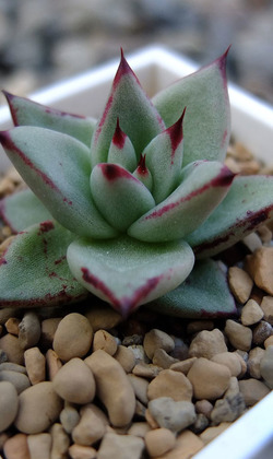 【觀葉多肉】烏木 -三吋