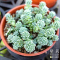 【觀葉多肉】旋葉姬星美人 -三吋