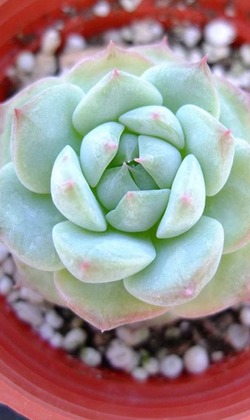 【觀葉多肉】爪玫瑰-三吋