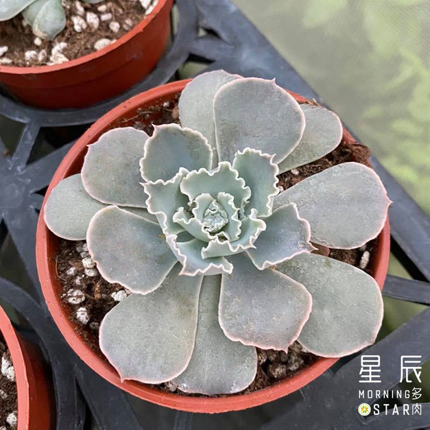 【觀葉多肉】日落之舞 -三吋