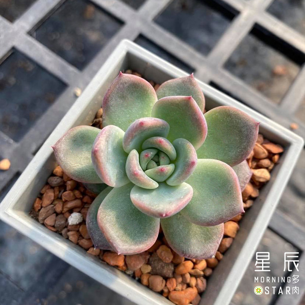 【觀葉多肉】夢露 -三吋