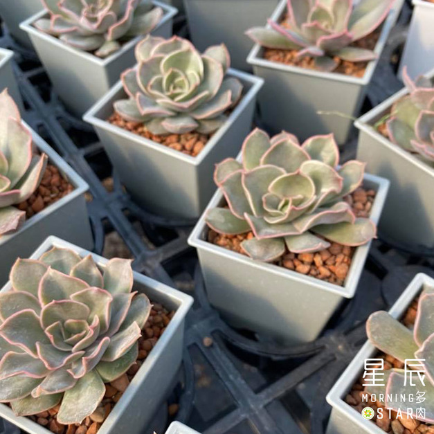 【觀葉多肉】親吻 -三吋