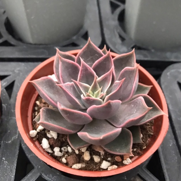 【觀葉多肉】黑門薩/摩羯座-三吋