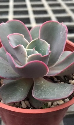 【觀葉多肉】風中奇緣/芬克爾 -三吋